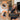 WoofWave Pro